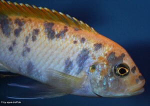 Metriaclima zebra 'Mbenji'